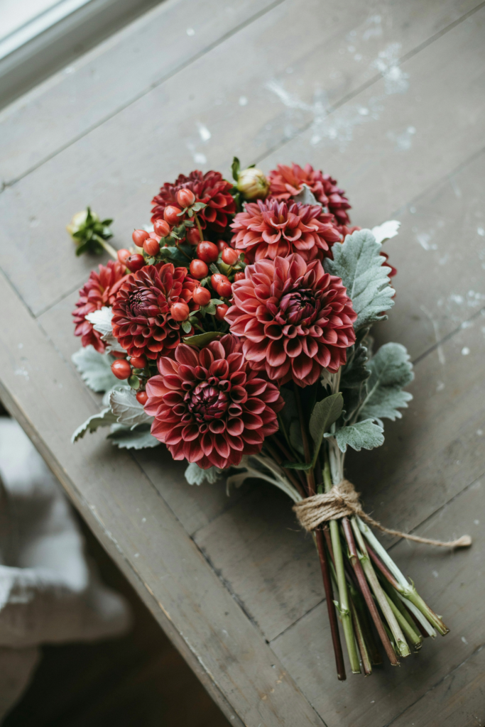 Lush hand-tied bouquet of large wine-colored dahlias mixed with deep red hypericum berries and dusty miller