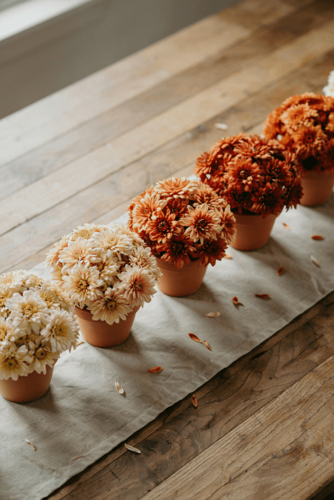  Low, lush arrangements of chrysanthemums arranged in an ombre gradient — from cream to peach to rust to burnt orange — in a row of terracotta pots on a table runner of natural linen